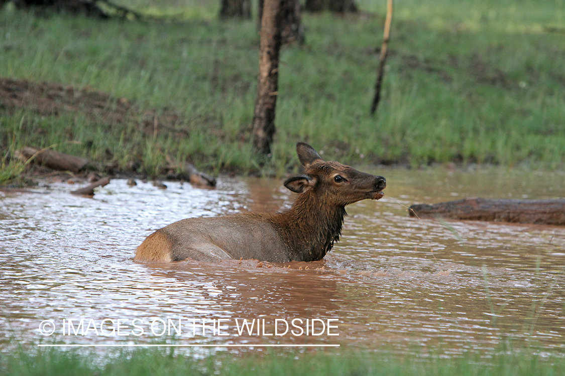 Rocky Mountain Elk calf playing in water. 