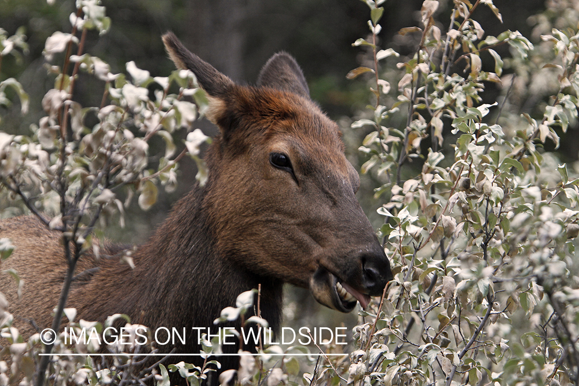 Rocky Mountain Cow Elk browsing.