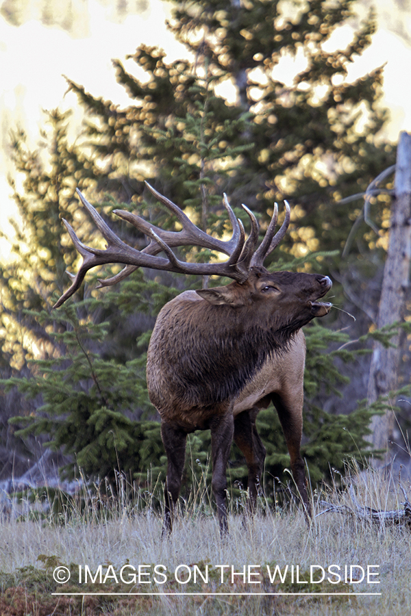 Rocky Mountain Bull Elk bugling in habitat.