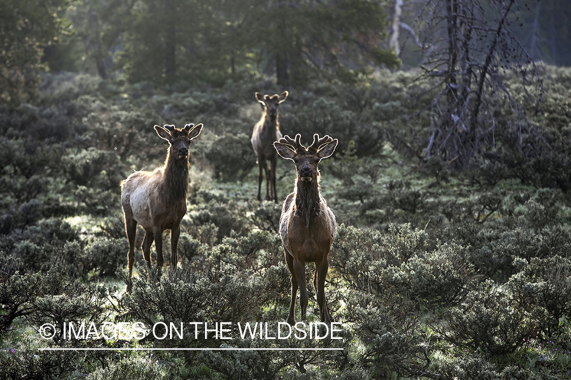 Three bull elk in Velvet stand in sagebrush.