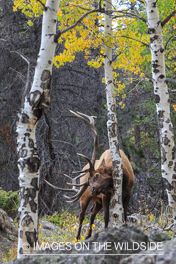 Bull elk rubbing against tree.