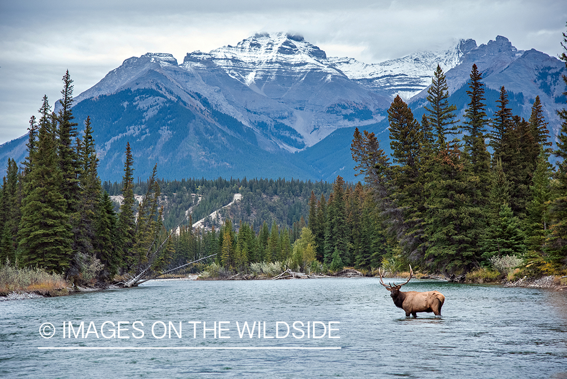 Bull elk on river.