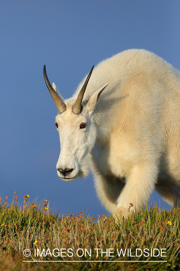 Rocky Mountain Goat in habitat.