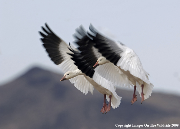 Snow Geese Flying