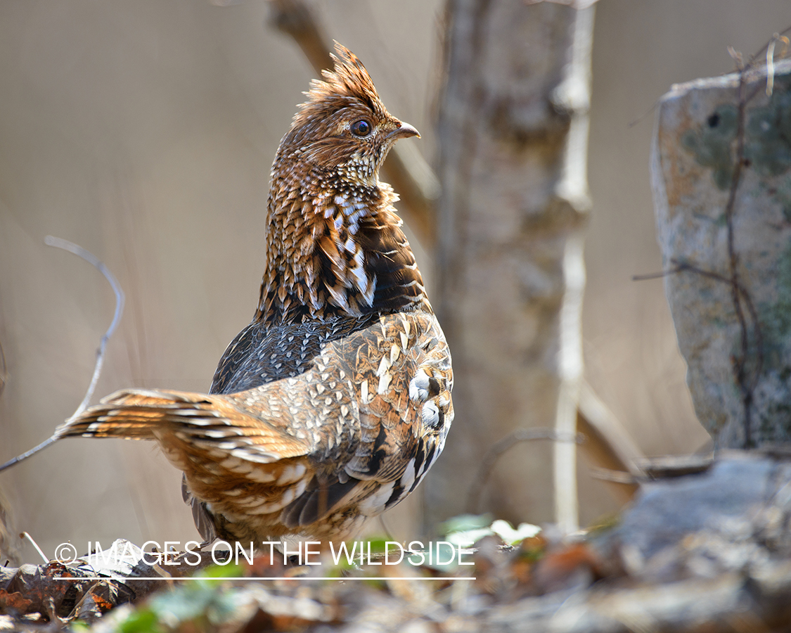 Ruffed Grouse.