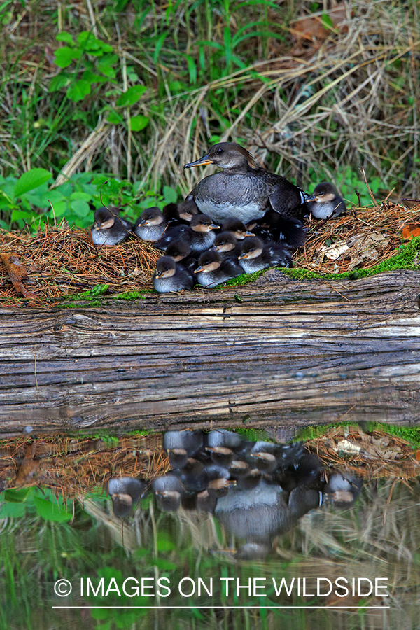 Common Loon with chicks.