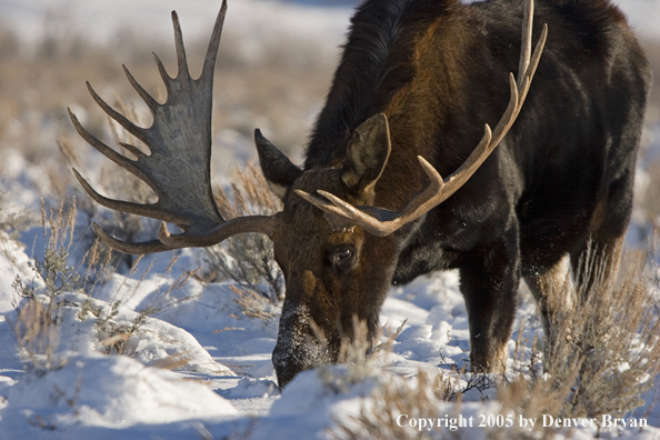 Shiras bull moose in habitat.