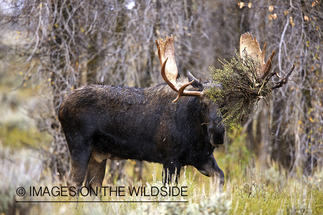 Shiras bull moose with bush stuck in antlers.