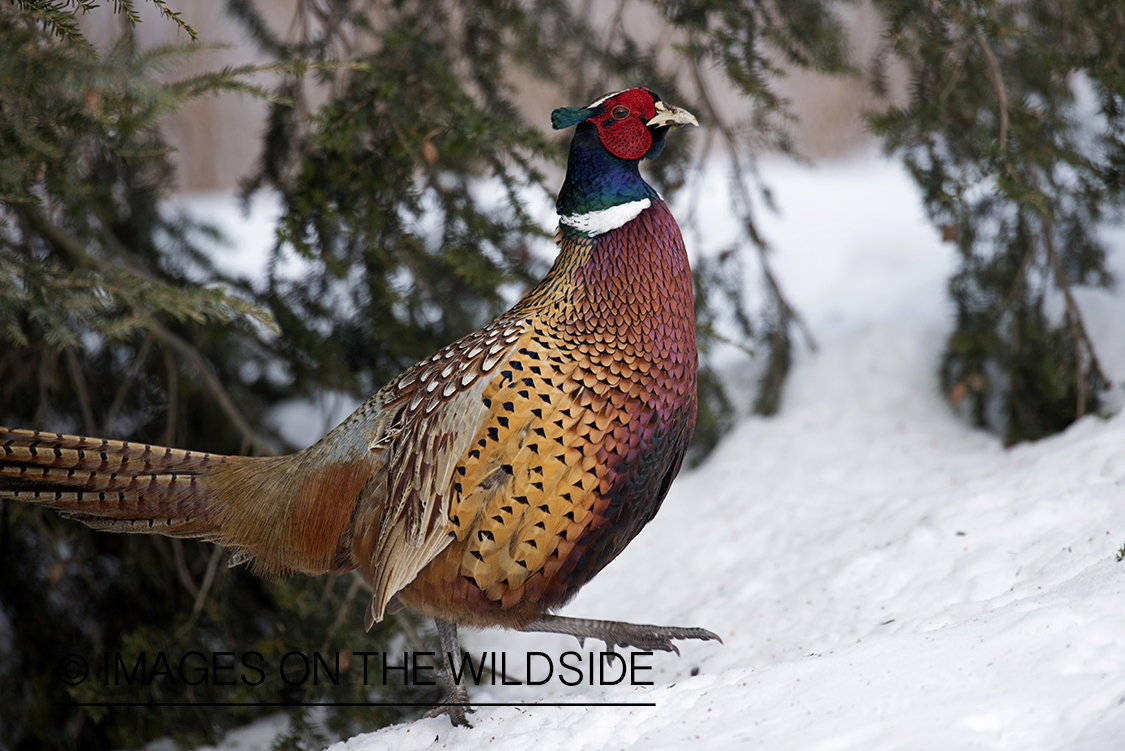 Ring-necked pheasant in winter habitat.