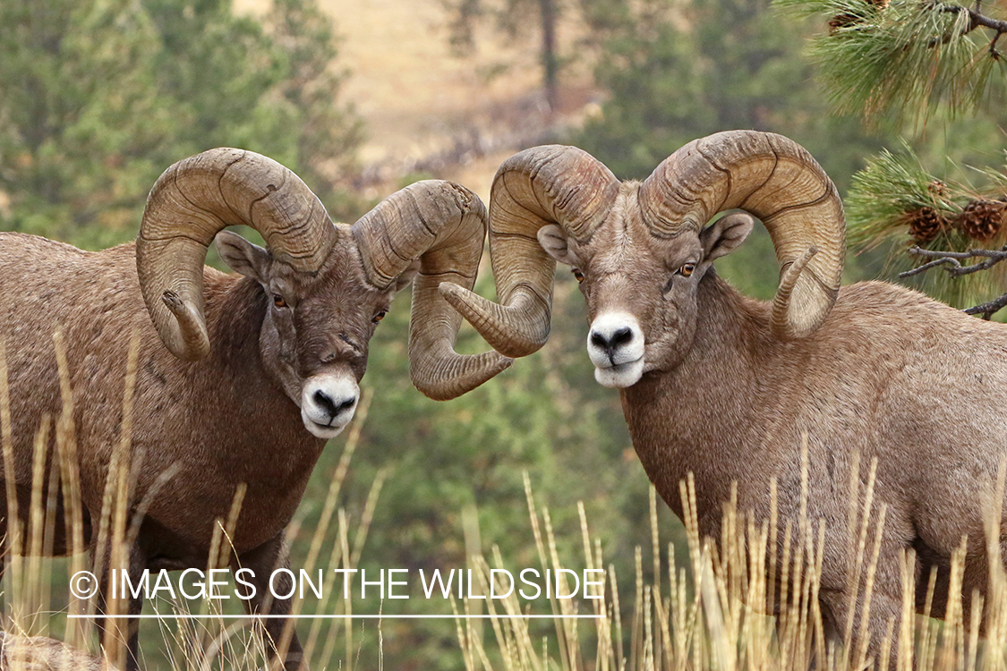 Group of Rocky Mountain Bighorn rams in field.