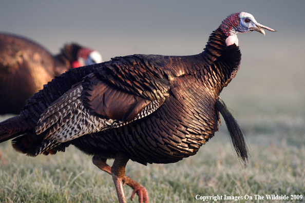 Eastern Wild Turkey in habitat