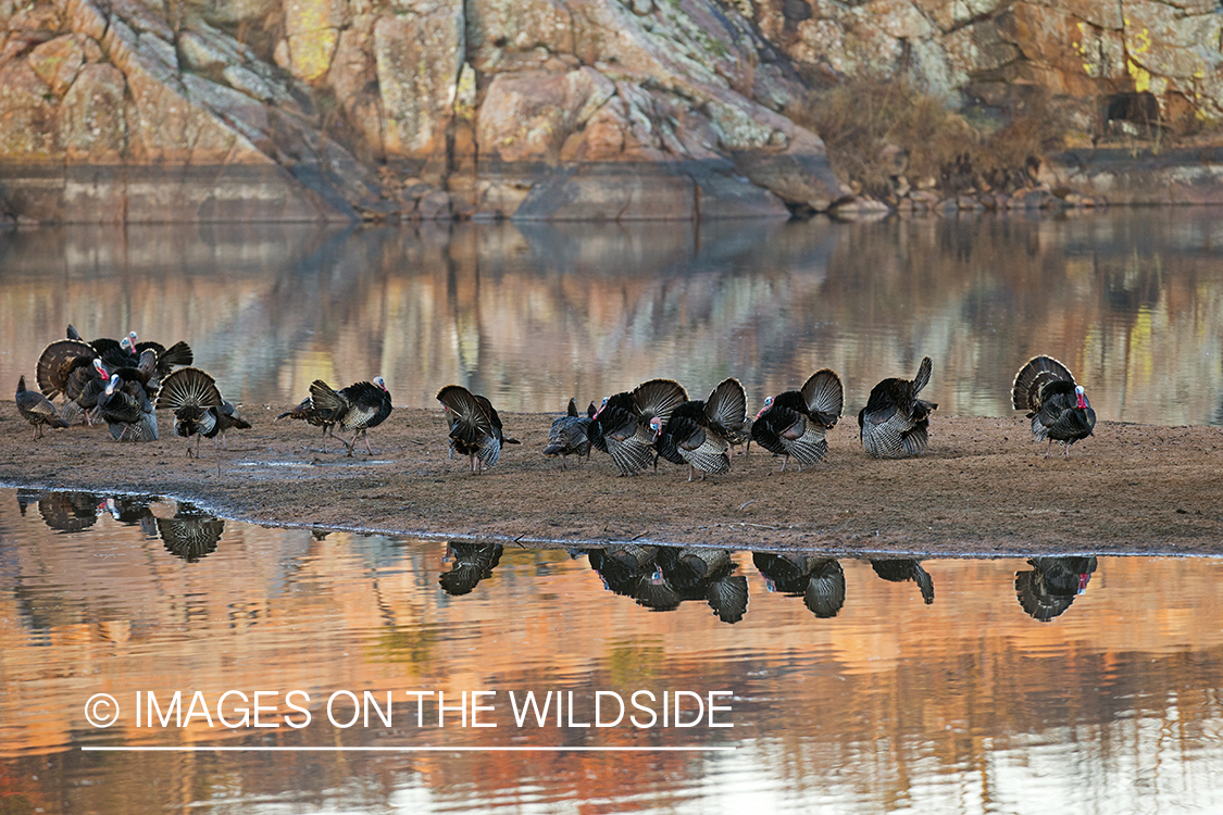 Flock of Rio Grande Turkeys in habitat.