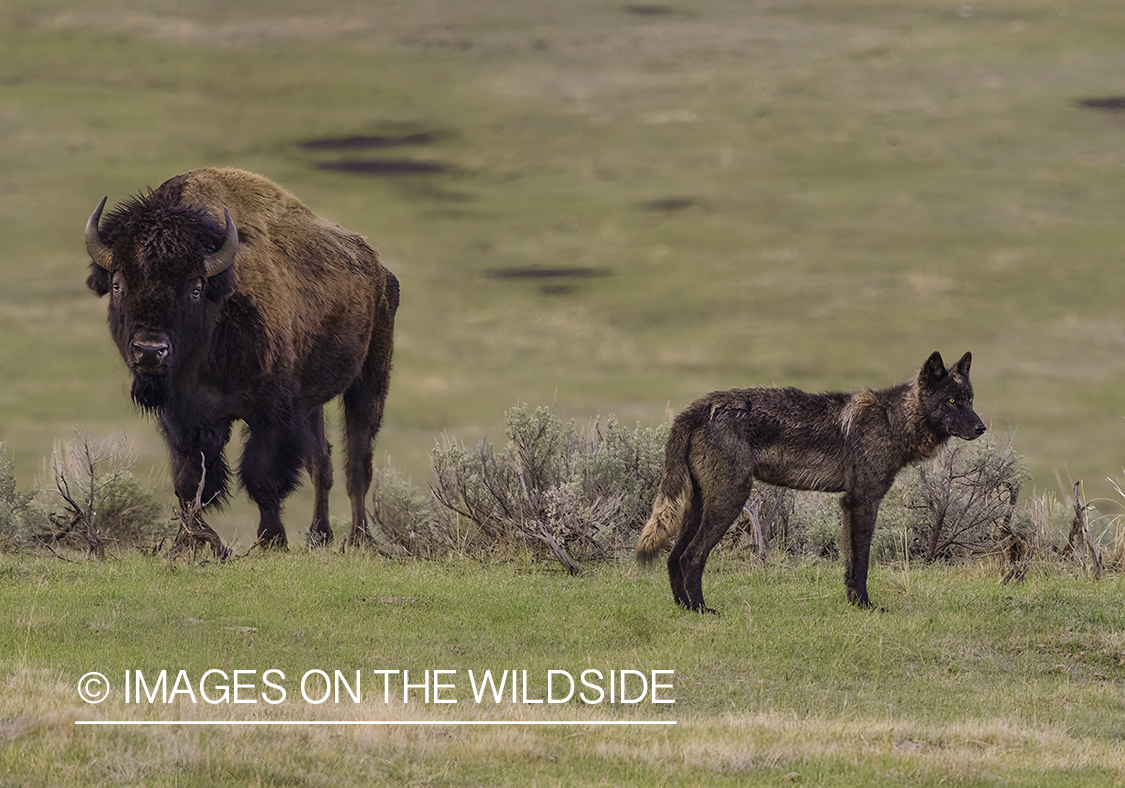 Wolf with bison in habitat.