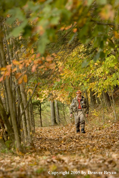 Flyfisherman on walking through fall colored woods on way to river.