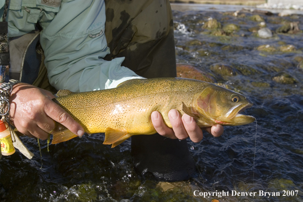 Close-up of Snake River cutthroat trout.