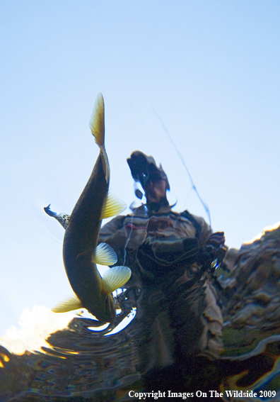 Flyfisherman with Brown Trout