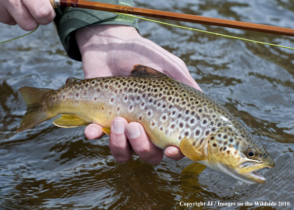 Brown Trout in habitat. 