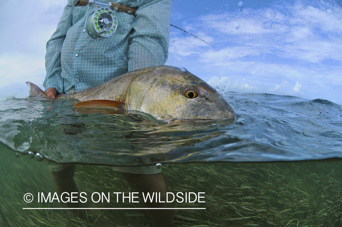 Flyfisherman releasing redfish.