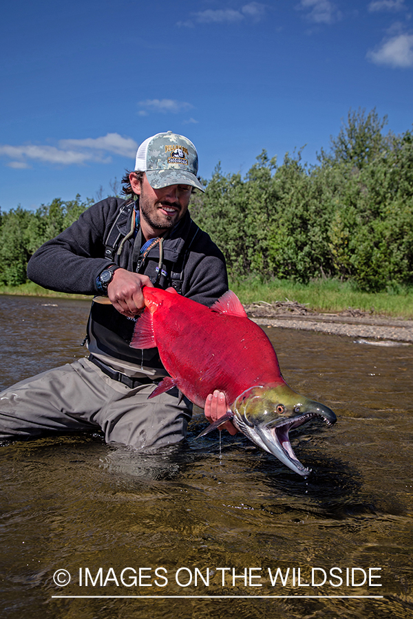 Flyfisherman with sockeye (red) salmon.