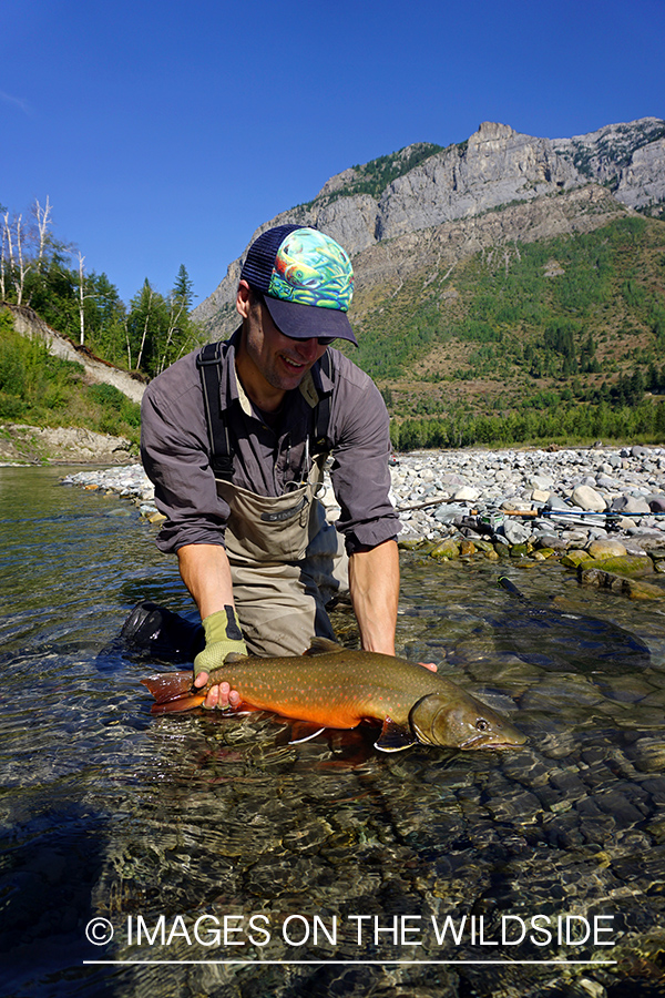 Flyfisherman releasing bull trout.