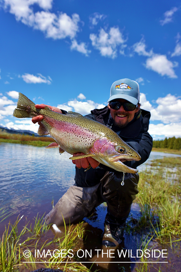 Flyfisherman releasing Rainbow Trout.