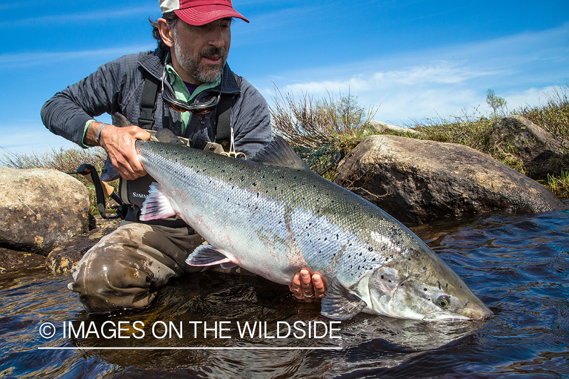 Flyfishing for Atlantic salmon on the Yokanga River in Russia.