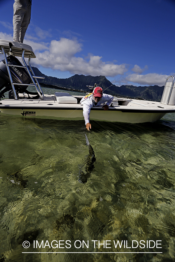 Saltwater flyfisherman releasing bonefish, in Hawaii. 