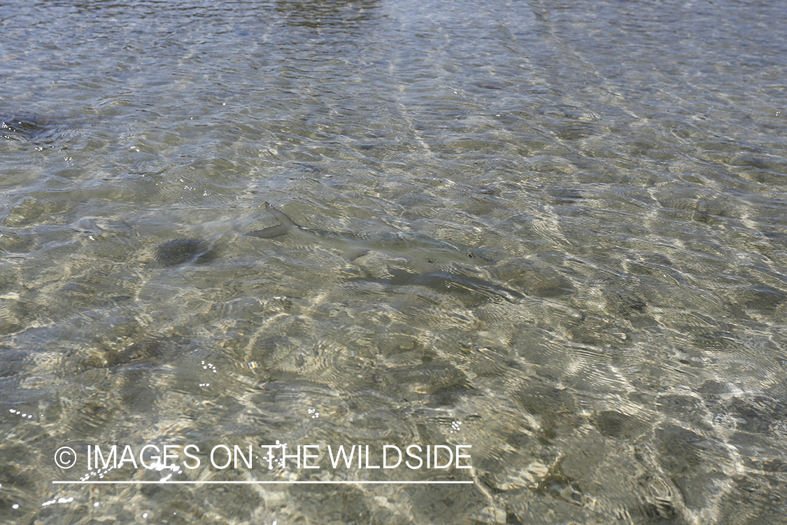 Bonefish in water.