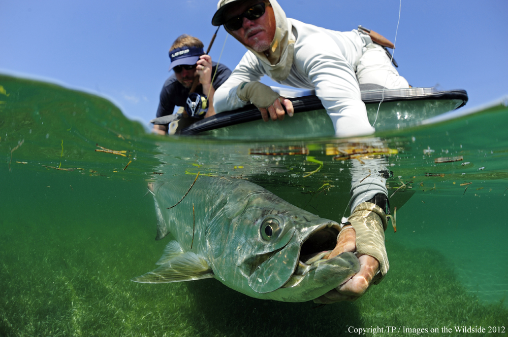 Flyfisherman with Tarpon. 