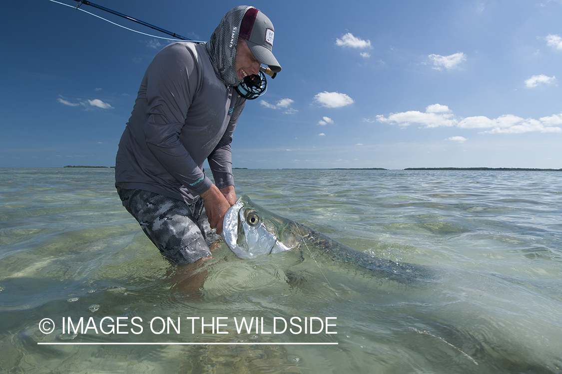 Flyfisherman releasing tarpon.