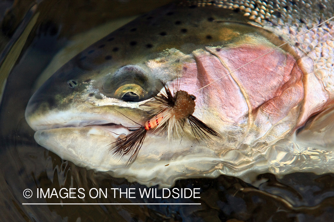 Hooked Steelhead. 