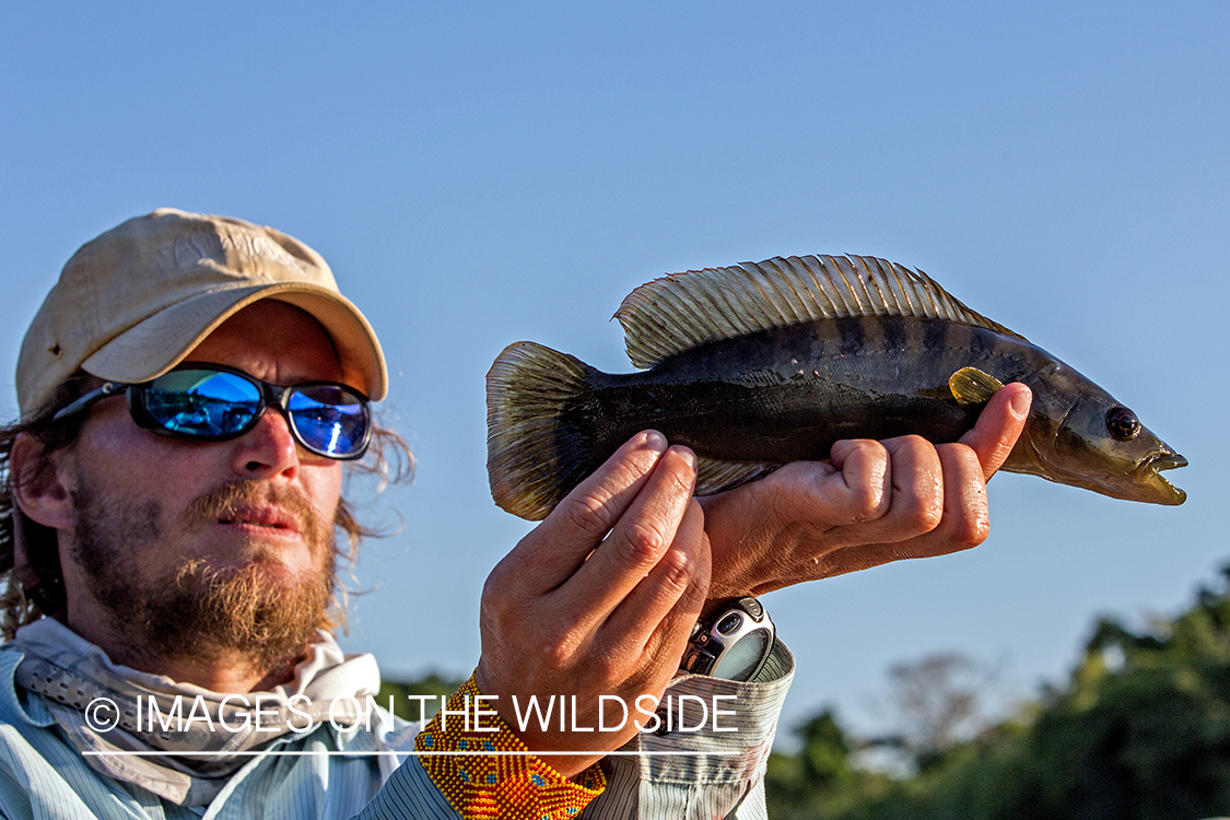 Flyfisherman with small fish on river in Kendjam region, Brazil.