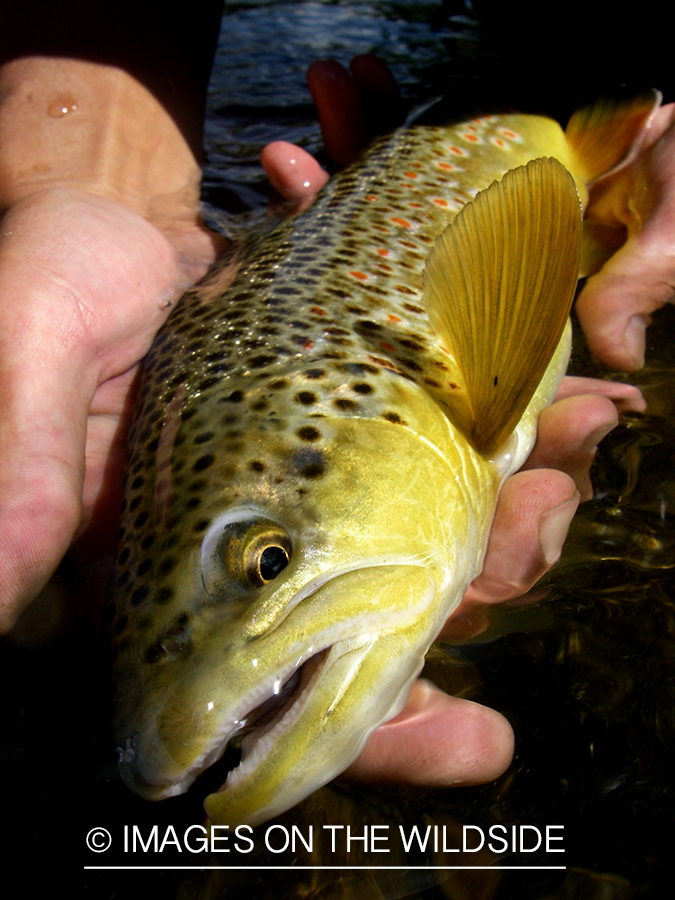 Brown trout.