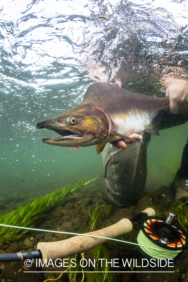 Flyfisherman releasing pink salmon in Sedanka river in Kamchatka Peninsula, Russia.