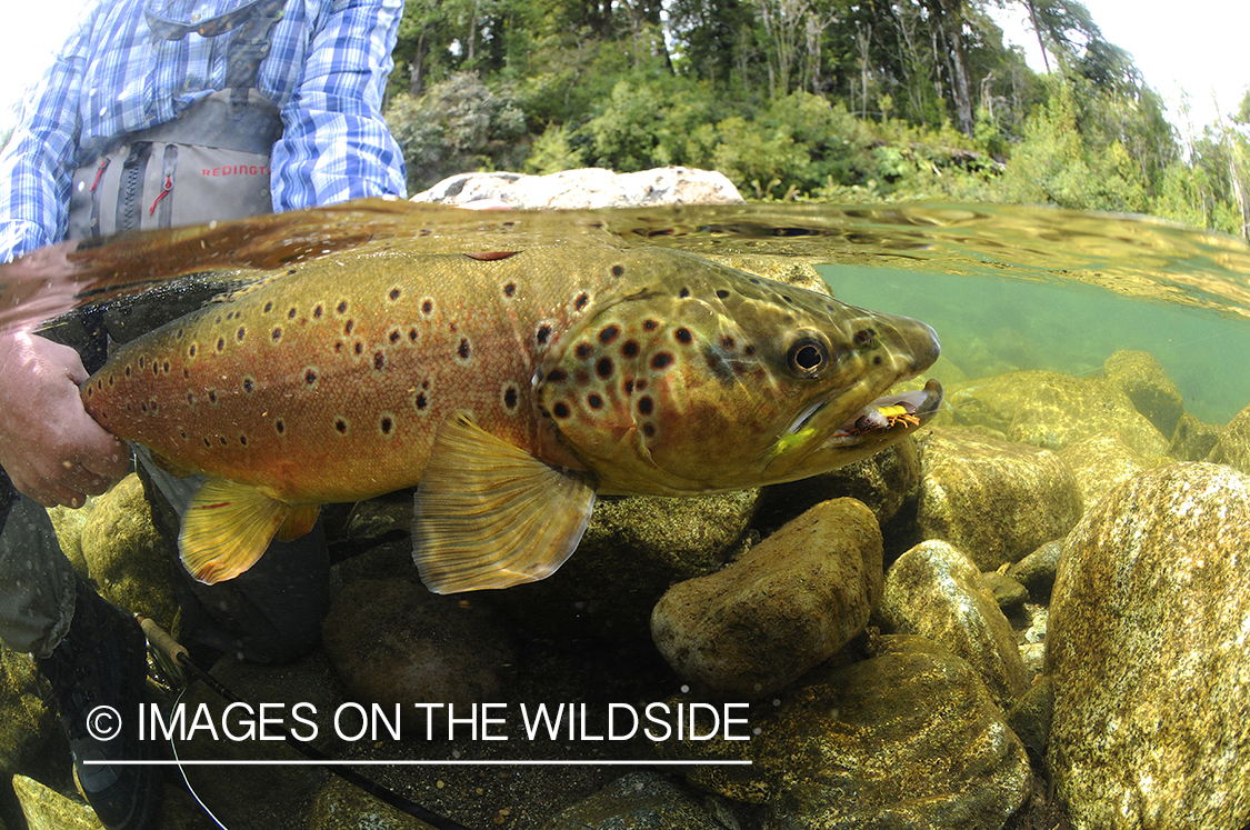 Brown trout in river in chile.