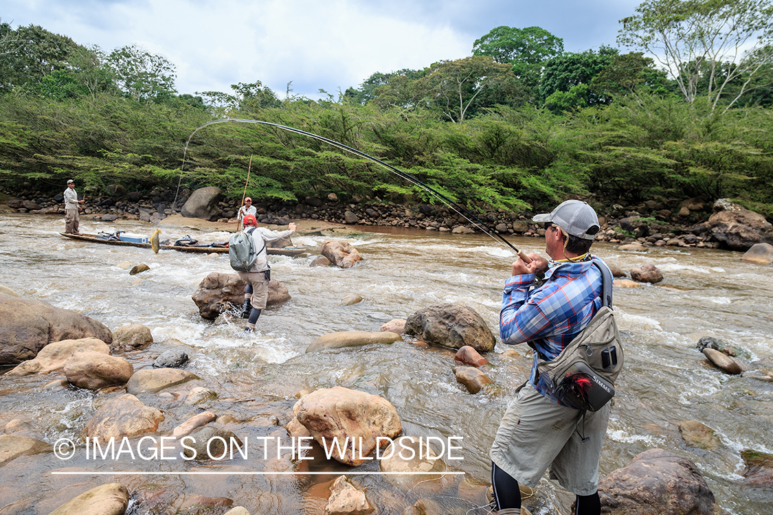 Flyfishing for Golden Dorado in Bolivia.