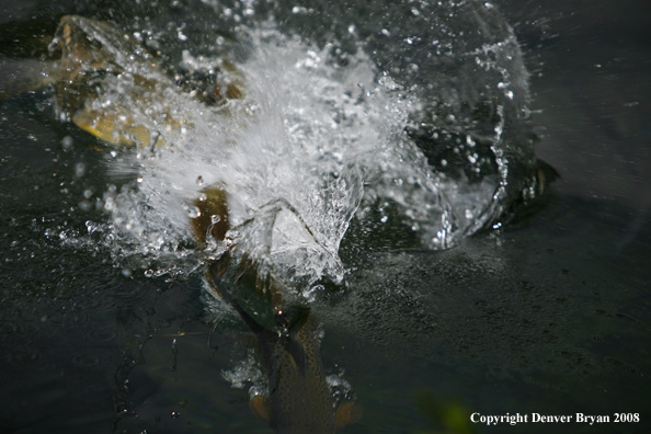 Brown Trout underwater