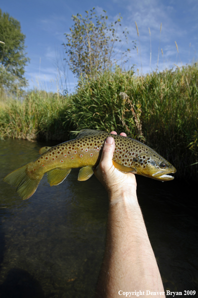 Brown trout species