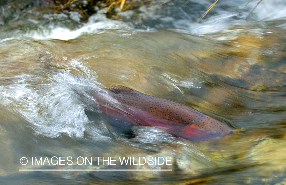 Lahotan Cutthroat trout in stream.