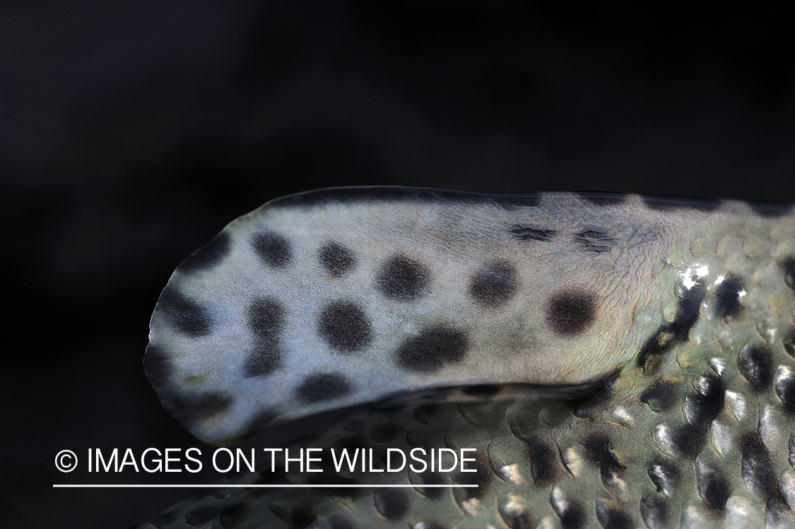 Adipose fin on large rainbow trout.