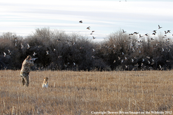 Duck hunter taking aim at flock of mallards.