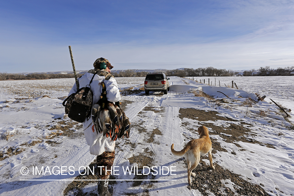 Waterfowl hunter with bagged mallards walking back to vehicle.