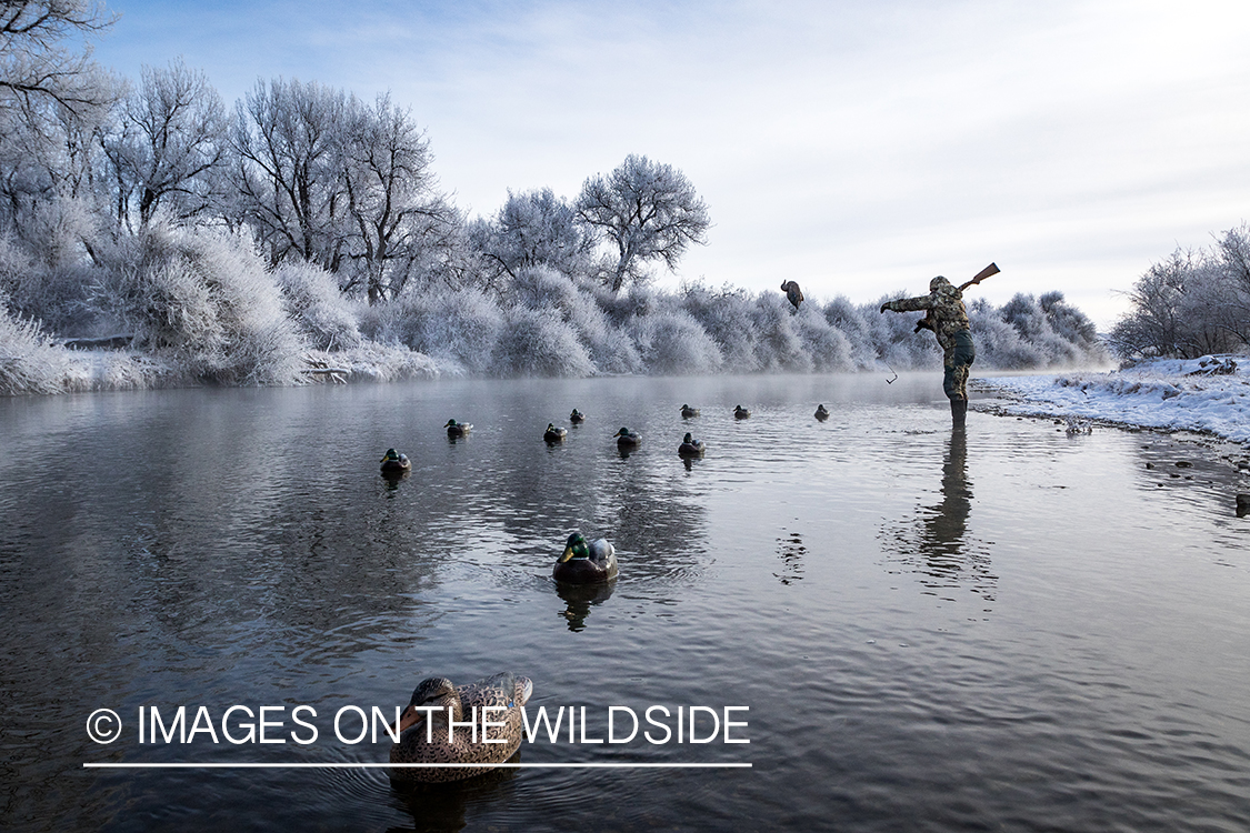 Hunter with duck decoys.