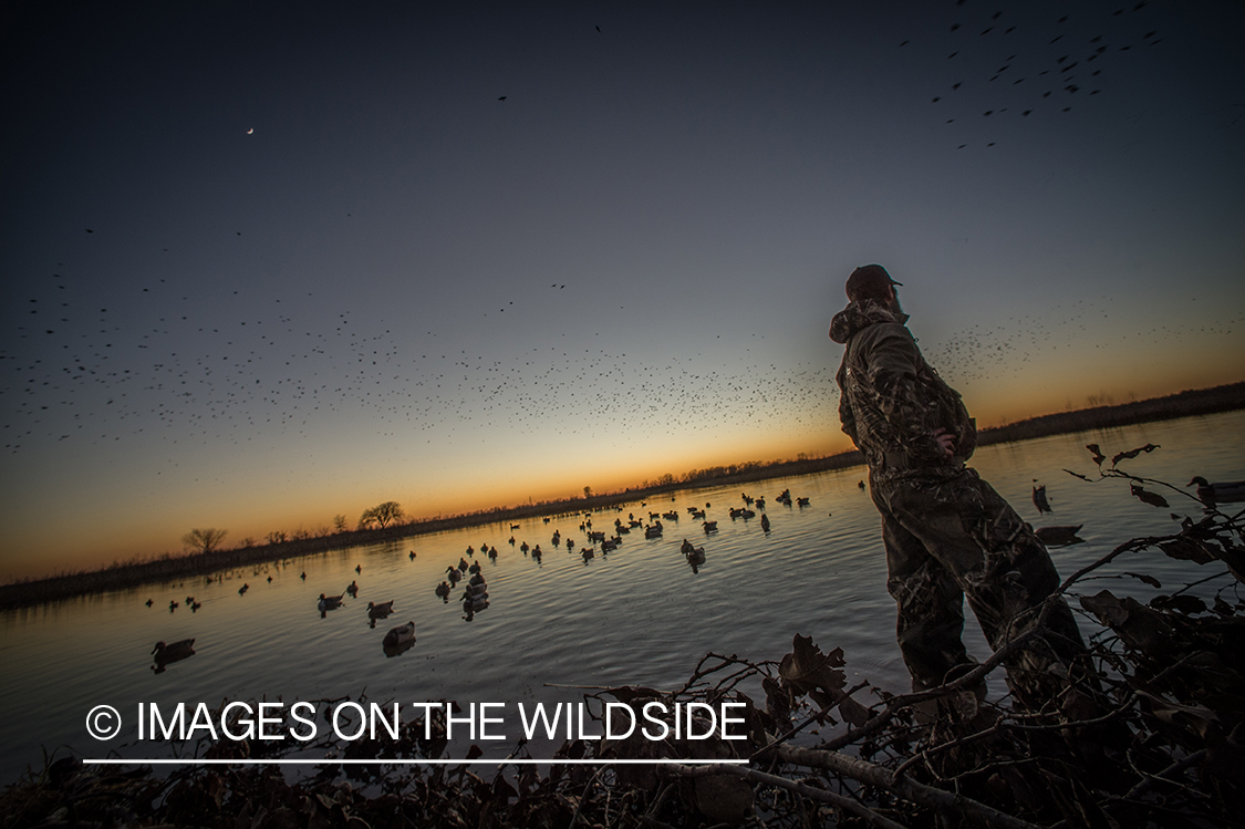 Duck hunter with decoys at dawn.