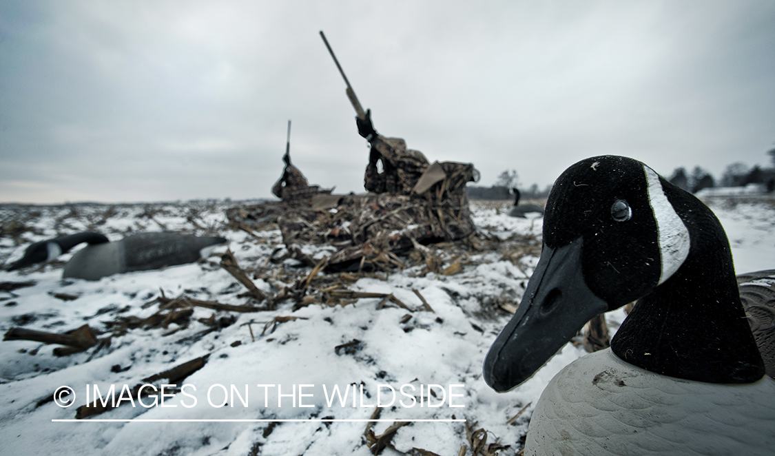 Waterfowl hunters taking aim in ground blinds.