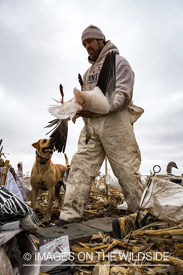 Hunter with bagged goose.
