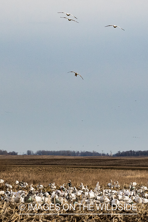 Geese flying over decoys. 