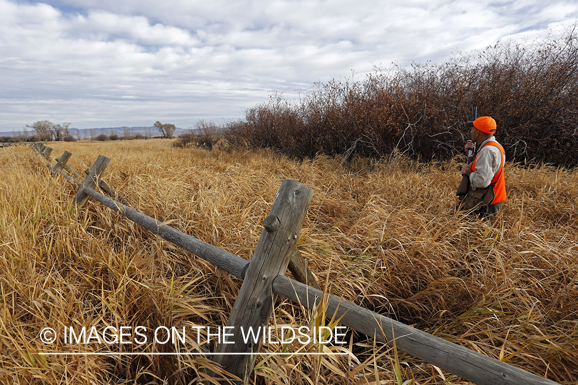 Upland game bird hunter in field.