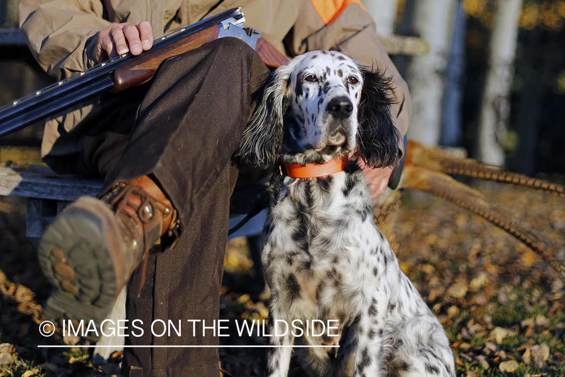 Hunter with English Setter in autumn.