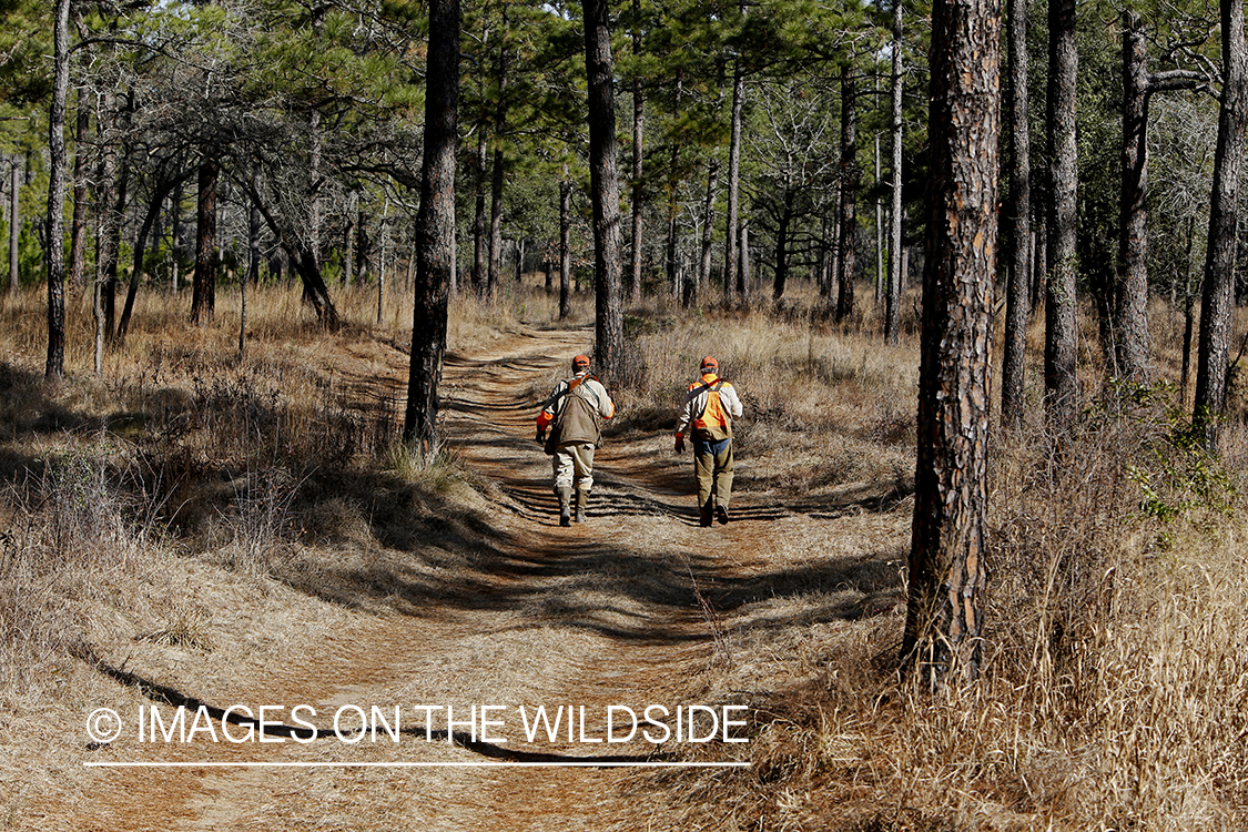 Bobwhite quail hunter in field. 